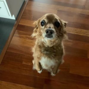 Meet your Posher, Isabella